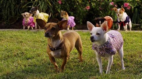 beverly hills chihuahua cast 2